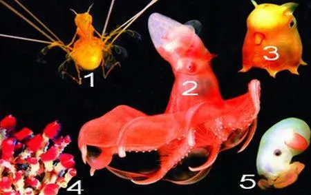Dưới vực thẳm đại dương