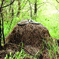 Hổ mang chúa là loài rắn duy nhất xây tổ, vậy chúng đã làm thế nào?