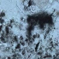 Phát hiện vi khuẩn cổ xưa nhất sống không cần oxy