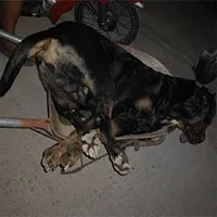 Tại sao khi đối đầu với các loài rắn độc, "vua chó chọi" Pitbull lại thường thất thế hay bị giết chết?