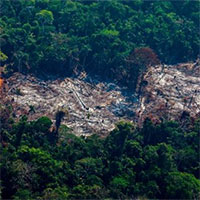 Hơn 10.000 loài động thực vật tại Amazon có nguy cơ tuyệt chủng