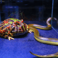 Rắn độc phản công khi bị ếch sừng cắn chặt, 'mèo nào cắn mỉu nào'?