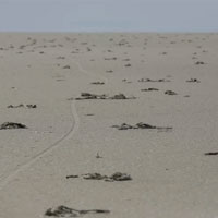 Hơn một nghìn con hồng hạc chết thảm do hạn hán liên miên ở Thổ Nhĩ Kỳ