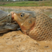 Rùa cạn trêu đùa cá: Bắt cá lên rồi lại thả ra khiến con mồi bối rối vô cùng