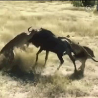 1 chọi 8, linh dương đầu bò vẫn khiến đàn sư tử thua muối mặt