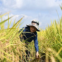 Trung Quốc tiến hành thu hoạch vụ 