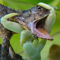 Thằn lằn định ăn tươi nuốt sống bọ ngựa, không ngờ chuốc về kết cục bi thảm