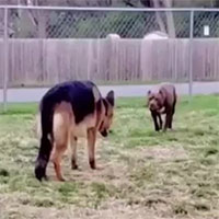 Video: Chó Becgie gây sự với Pitbull và cái kết
