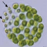 Phát hiện mới cho thấy: Tảo cũng có thể mang giới tính thứ ba