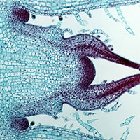 Giải mã được bí ẩn: Làm cách nào các tế bào thực vật biết thời điểm ngừng phát triển