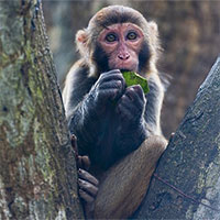 Trung Quốc ghi nhận ca tử vong đầu tiên do virus Monkey B