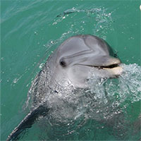 Đi tìm loài động vật 