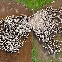 Video: Khoảnh khắc ngoạn mục về đàn cừu nghìn con di chuyển trên cánh đồng