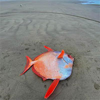 Cá mặt trăng hiếm thấy dạt vào bờ biển Mỹ