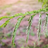 Vì sao một số loài thực vật cụp lá lại vào ban đêm?