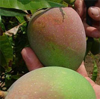 Trồng xoài kiểu Úc: Mẹo