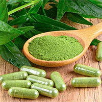 Xuyên tâm liên – Vị thuốc tiềm năng trong phòng chống Covid-19