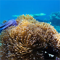 Lần đầu tiên các nhà khoa học quan sát thấy tế bào san hô nuốt tảo