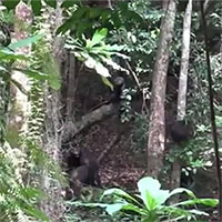 Lần đầu tiên các nhà khoa học chứng kiến, tinh tinh hợp sức đoạt mạng khỉ đột