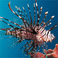 Địa Trung Hải báo động vì cá sư tử