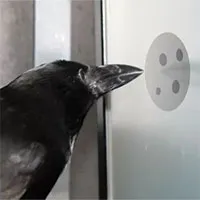 Nghiên cứu mới cho thấy quạ cũng hiểu được khái niệm số "0"