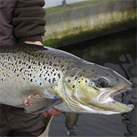 Giới khoa học kêu cứu cho đàn cá hồi Đại Tây Dương cuối cùng ở Mỹ