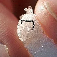 Giun băng - Sinh vật bí ẩn nhất trên thế giới