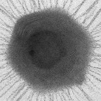 Phát hiện virus khổng lồ ở rãnh đại dương sâu nhất thế giới