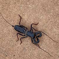 Bọ cạp phun axit tràn ra công viên Mỹ sau mưa