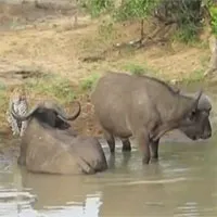 Video: Bị trâu rừng trêu ngươi, báo hoa mai chỉ biết đứng trên bờ "nuốt hận"