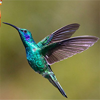 Loài chim có thể cảm nhận vị ngọt không?