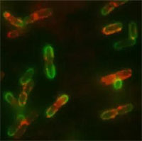 Tiếng kêu thất thanh của vi khuẩn trước khi chết cứu sống đồng loại