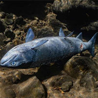 Nấm trắng kỳ lạ xuất hiện trên thân cá hồi Mỹ