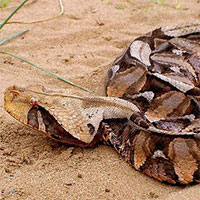 Nọc của hổ mang chúa có thể giết chết được voi nhưng so với loại này thì cũng chẳng thấm vào đâu