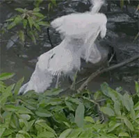 Video: Cá sấu Caiman ra đòn chính xác, sau đó tận hưởng đại tiệc chim diệc non