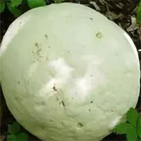 Phát hiện "quả trứng khổng lồ" trên bãi cỏ, du khách hỏi dân địa phương và biết được sự thật ngỡ ngàng