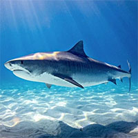 Quét CT ruột cá mập, các nhà nghiên cứu ngỡ ngàng tìm thấy phát minh khoa học của Nikola Tesla