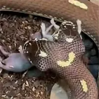 Video: Rắn hai đầu cùng lúc nuốt chửng hai con chuột