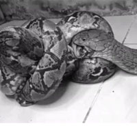 Trăn vua 'sủi bọt mép' khi bị hổ mang chúa ngoạm đầu, kết cục bi thảm!