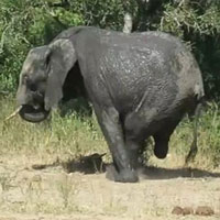 Voi 3 chân gây bất ngờ cho du khách ở châu Phi