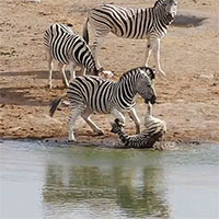 Cố dìm chết ngựa con, ngựa vằn không hề hiền lành như chúng ta lầm tưởng