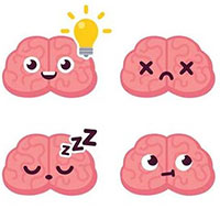 Tại sao lý thuyết 3 não lại ví não người với 