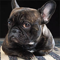 Khôn như chó: Loài vật này biết khi nào con người đang nói dối