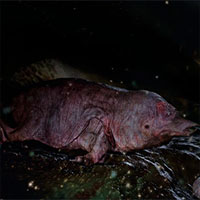 10 triệu năm nữa các loài động vật sẽ như thế nào?