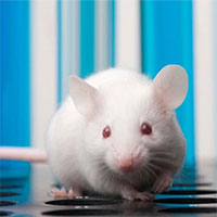 Những con chuột sơ sinh có thể 