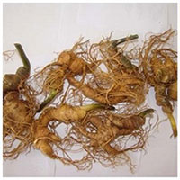 Sâm Ngọc Linh và sâm Hàn Quốc: Kẻ tám lạng, người nửa cân?