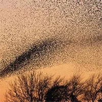 Bí ẩn "cuộc hỗn chiến UFO" khiến nhiều người chứng kiến đổ bệnh