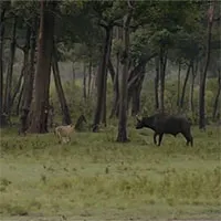 Video: Trâu rừng đang bị cả đàn sư tử vật dưới đất thì "phép màu" xảy ra giúp nó thoát chết