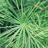 Hàn Quốc muốn dùng cây thông để đo nồng độ ô nhiễm không khí