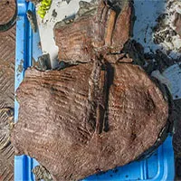 Tìm thấy giỏ trái cây nguyên vẹn từ thế kỷ 4 TCN ở thành phố cổ bị chìm của Ai Cập